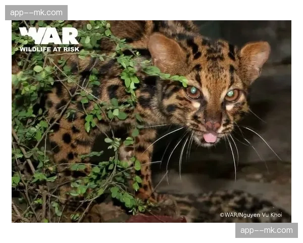 吉布斯-怀特两度入选月最佳反映森林进攻组织依赖